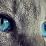 A-Basic-Introduction-to-Cat-Eye-Care-1