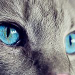 A-Basic-Introduction-to-Cat-Eye-Care-696×436