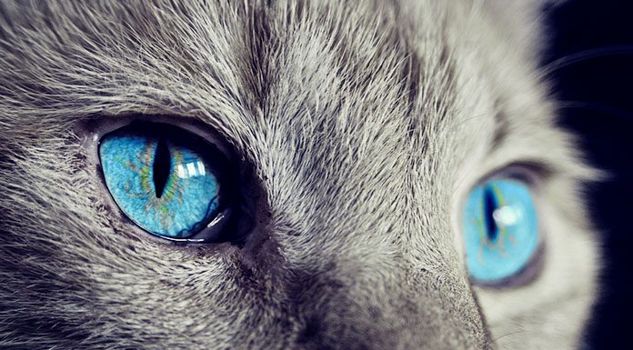 A Basic Introduction to Cat Eye Care