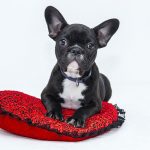 A-Dog’s-Diet-Influences-Oral-Health-1