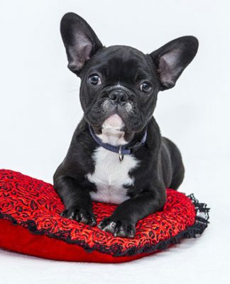 A Dog’s Diet Influences Oral Health