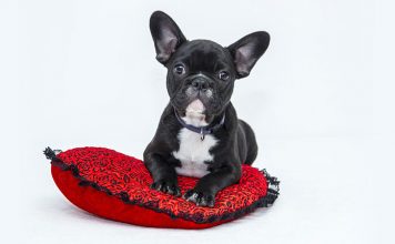 A Dog’s Diet Influences Oral Health