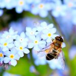 Acquiring-the-Bees-696×436