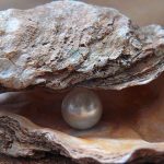 Adding-an-Oyster-to-the-Ecosystem-Inside-a-Saltwater-Aquarium-1