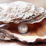 Adding-an-Oyster-to-the-Ecosystem-Inside-a-Saltwater-Aquarium-696×436