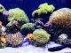 All about Care for an Acrylic Aquarium Kit