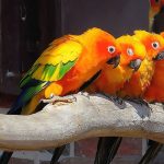 Aspergillosis-and-Your-Bird-1