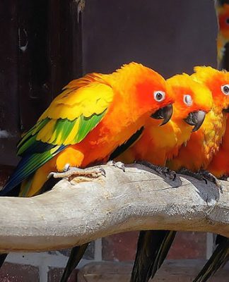 Aspergillosis and Your Bird