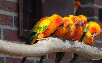 Aspergillosis and Your Bird