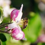 Beekeeping-and-the-Apple-Orchards-1