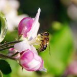 Beekeeping-and-the-Apple-Orchards-696×436