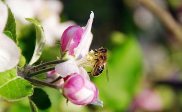 Beekeeping and the Apple Orchards
