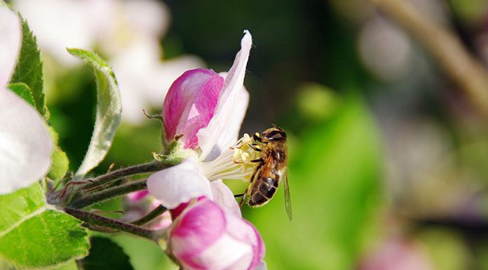 Beekeeping and the Apple Orchards