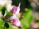 Beekeeping and the Apple Orchards