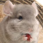 Chinchillas-Staying-Healthy-With-Pellets-and-Hay-1