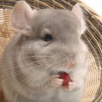 Chinchillas-Staying-Healthy-With-Pellets-and-Hay-696×436