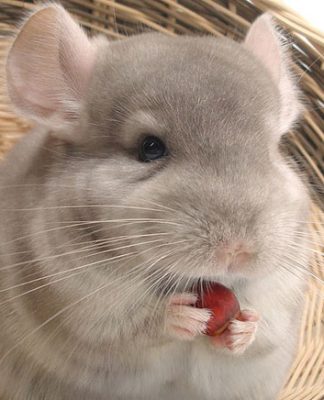 Chinchillas Staying Healthy With Pellets and Hay