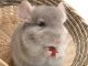 Chinchillas Staying Healthy With Pellets and Hay