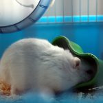Having-The-Right-Exercise-Wheel-For-Your-Chinchilla-1