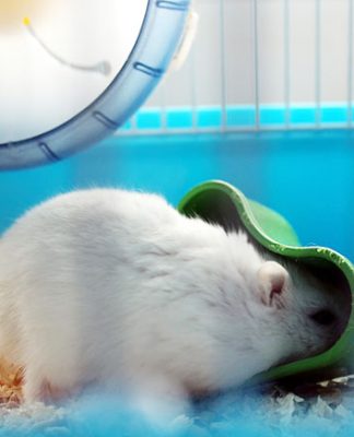 Having The Right Exercise Wheel For Your Chinchilla