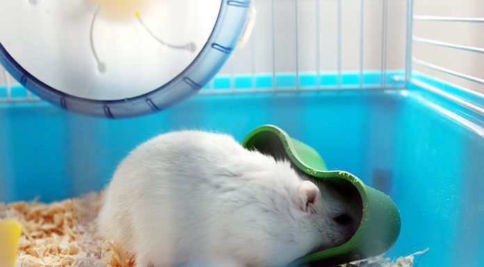 Having The Right Exercise Wheel For Your Chinchilla