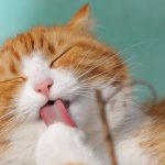 Health-for-your-Aging-Cat-1