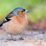 The-Basics-of-Bird-Anatomy-1
