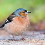 The-Basics-of-Bird-Anatomy-696×436
