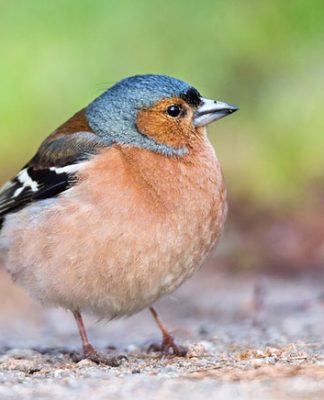 The Basics of Bird Anatomy