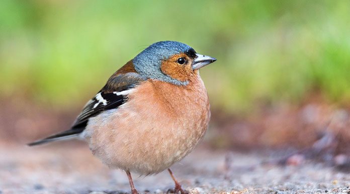 The Basics of Bird Anatomy