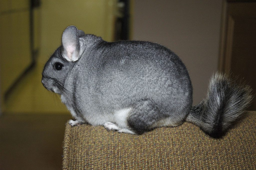 How To Keep Your Chinchilla From Suffering In The Heat Petsourcing