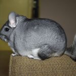 1280px-Chinchilla_lanigera1