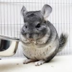 173615-398×425-Chinchilla-eating-a-pellet