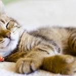 28ca0aa66170166253a5f4c5ed2dfdcf030fbae9_garde-de-chat