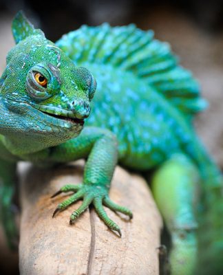 A Lizard’s Eye View of Life as a Reptile