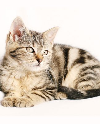 A Look At Cat Breeds