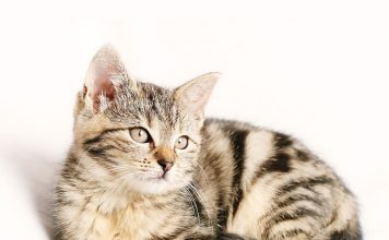 A Look At Cat Breeds