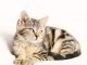 A Look At Cat Breeds