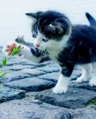 A Short History Of Cats