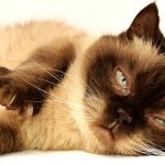 Aiming-for-Long-Term-Cat-Care-1