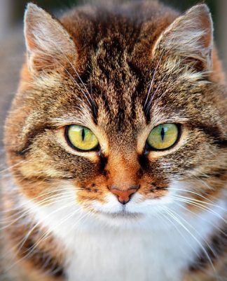 Aiming for Long Term Cat Care