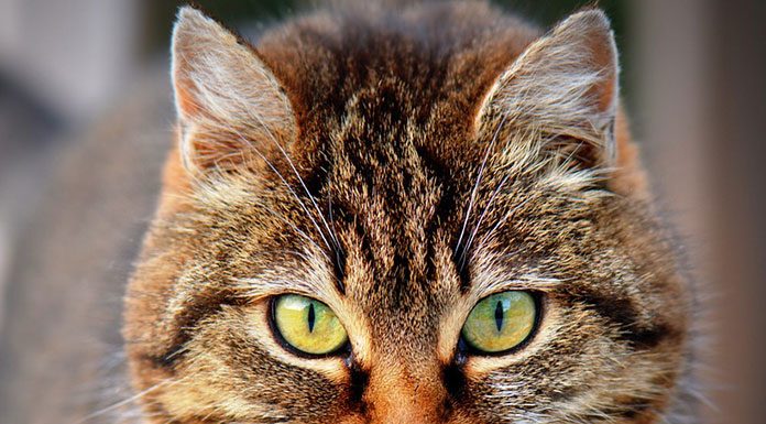 Aiming for Long Term Cat Care