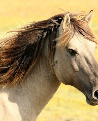 Alternative Medical Care for your Horse