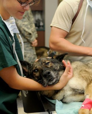 An Experienced Vet is Worth the Search