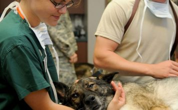 An Experienced Vet is Worth the Search