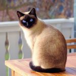 An-In-Depth-Look-At-Siamese-Cats-696×602