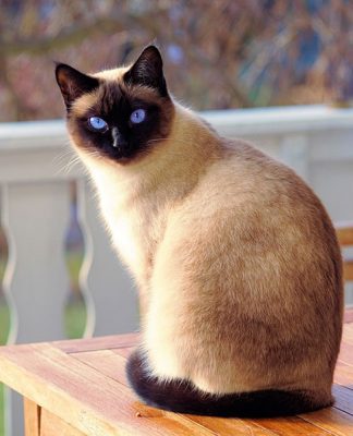 An In Depth Look At Siamese Cats