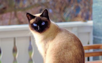 An In Depth Look At Siamese Cats