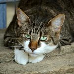 And-the-meows-have-it-1