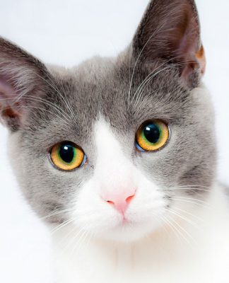 And the meows have it